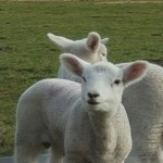 IMG 2827 IMG 2827