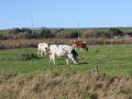 IMG 4101
