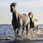 horse 1542480 960 720 horse 1542480 960 720